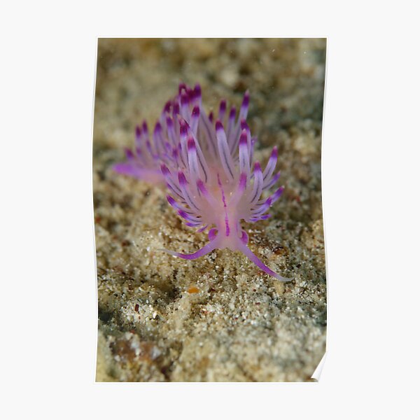 Nudibranch - Flabellina rubrolineata Poster