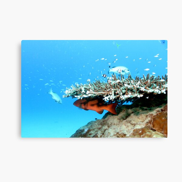 Coral Trout Canvas Print