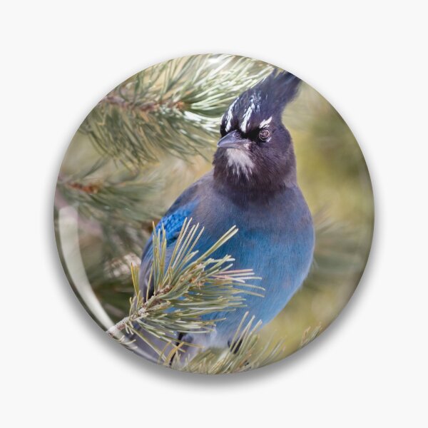 Item preview, Beautiful blue Steller's Jay designed and sold by Squirrel-Girl.