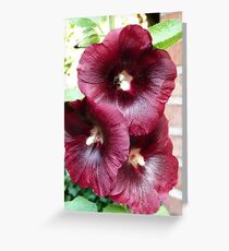 Hollyhock Greeting Card