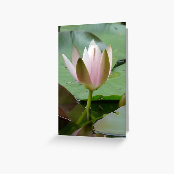 Item preview, Waterlily designed and sold by Narelle Richardson.
