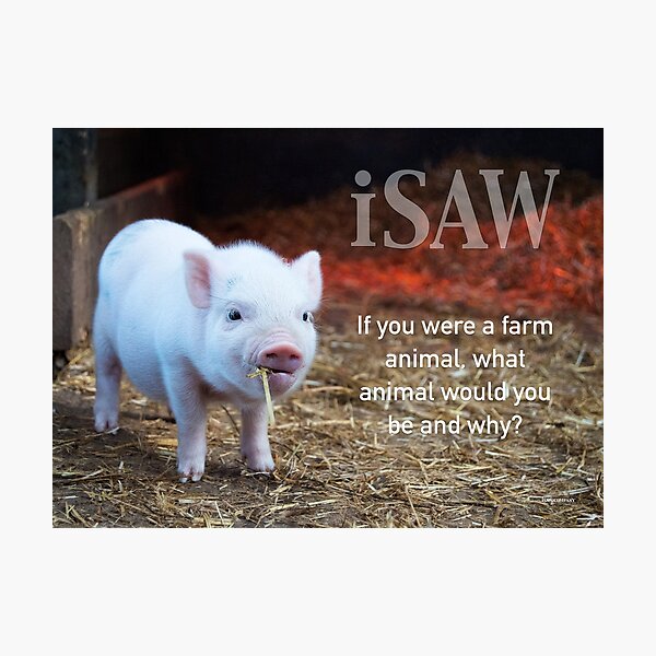 If You Were A Farm Animal Photographic Print