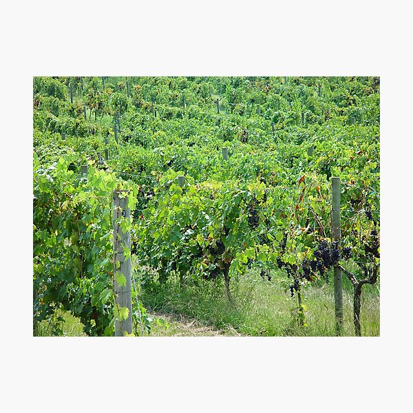 Item preview, Grapevines in the Vineyard designed and sold by Allen Penton.