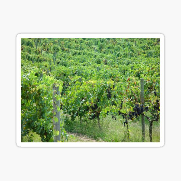 Item preview, Grapevines in the Vineyard designed and sold by Allen Penton.