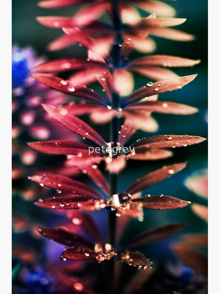 Day 144 - 1st December 2011 by petegrev
