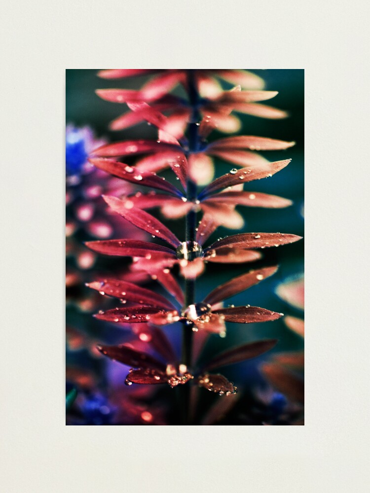 Alternate view of Day 144 - 1st December 2011 Photographic Print
