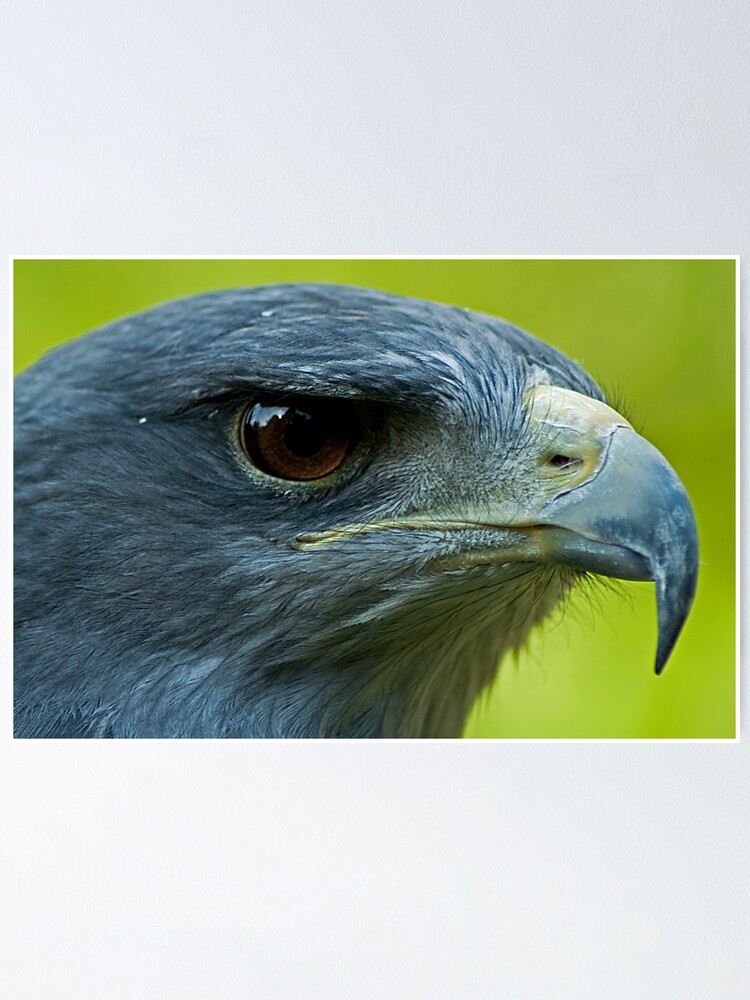 Póster «Águila azul chilena» de JMChown | Redbubble
