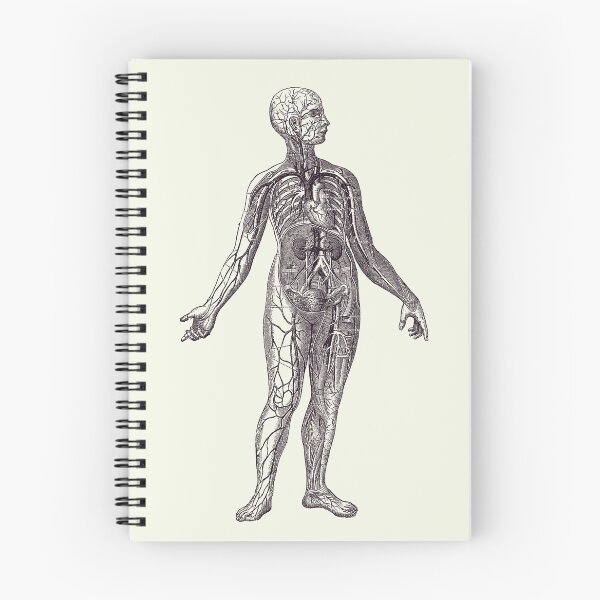 Item preview, Human Vascular System - Vintage Diagram 2 designed and sold by VAposters.