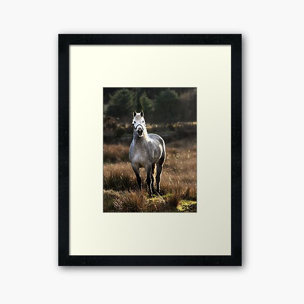 King of the Hill Framed Art Print