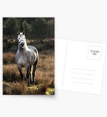 King of the Hill Postcards