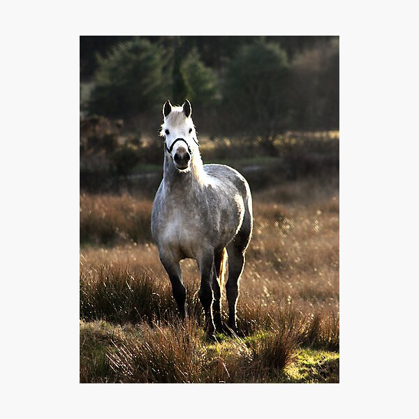 King of the Hill Photographic Print