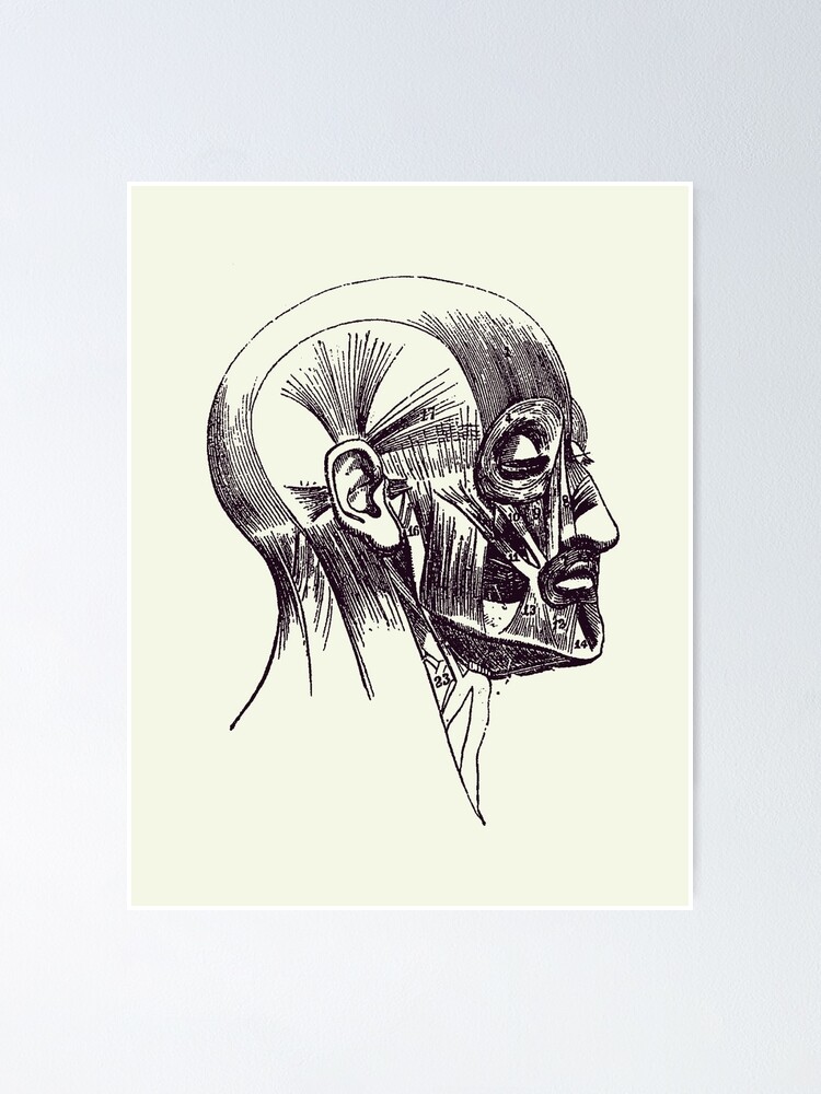 Facial Muscle Diagram Vintage Anatomy 2 Poster By Vaposters Redbubble