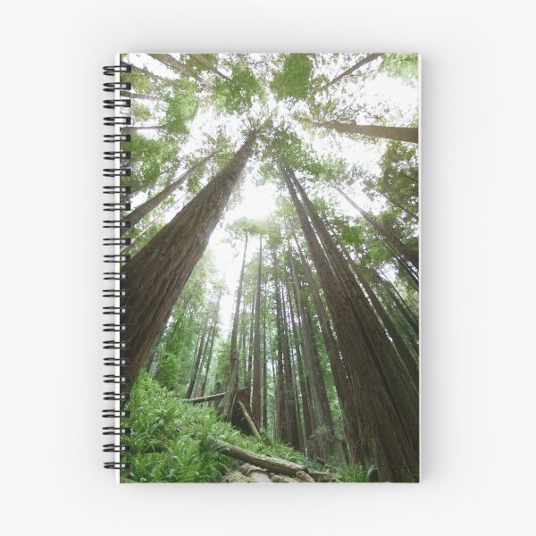 Item preview, Humboldt Redwoods Panorama designed and sold by AndreaBorden.