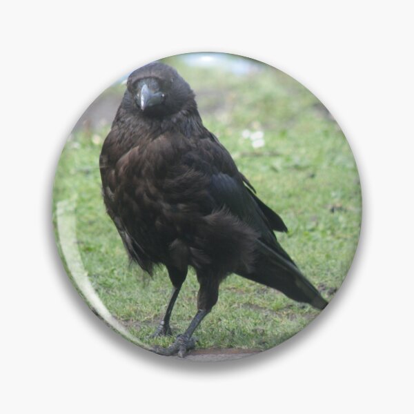 Item preview, Posing Carrion Crow Photograph designed and sold by naturegallery.