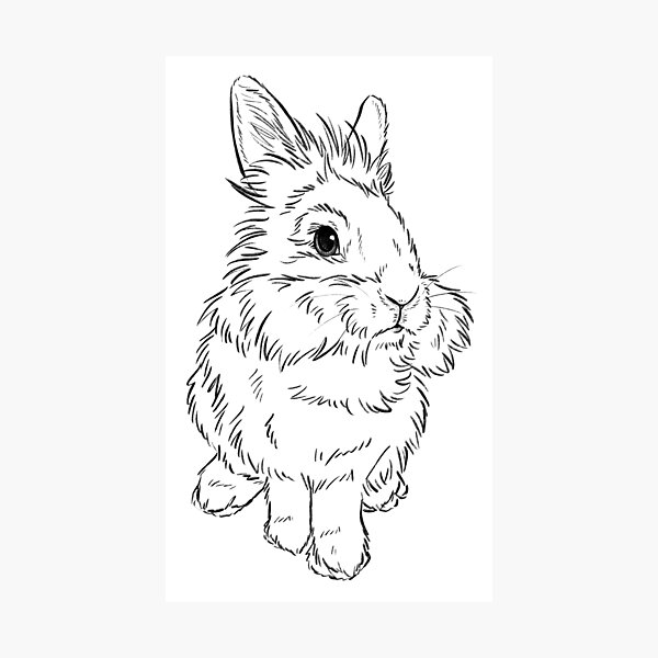 Lionhead Rabbit Coloring Page Free Printable Coloring Pages For Kids ...