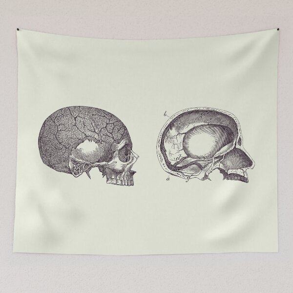 Item preview, Human Skull - Classic Anatomy Print 2 designed and sold by VAposters.