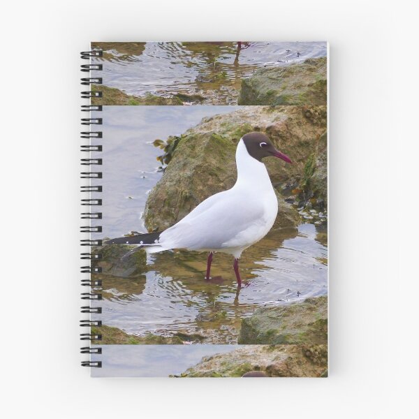 Item preview, Black Headed Gull designed and sold by MidnightHoots.