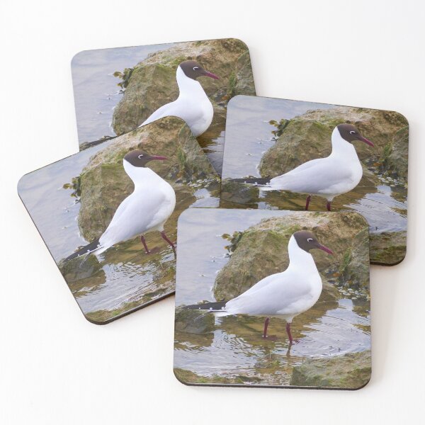 Item preview, Black Headed Gull designed and sold by MidnightHoots.