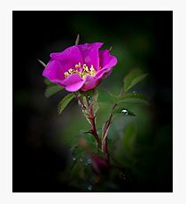 wild rose Photographic Print