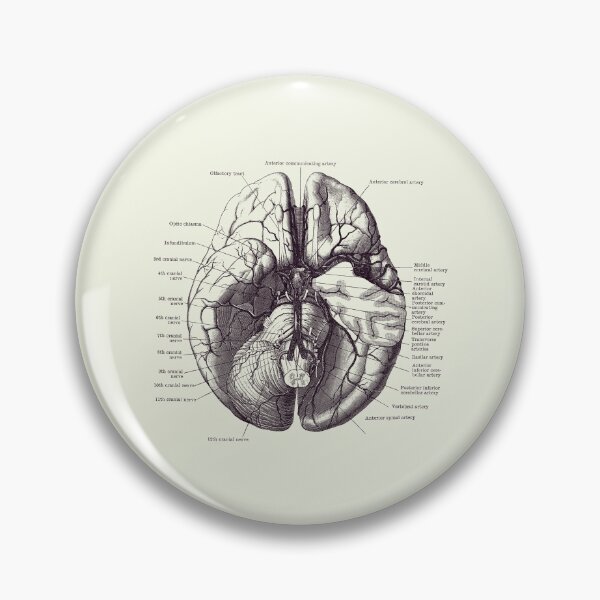 Item preview, Human Brain Diagram - Anatomy Poster 2 designed and sold by VAposters.