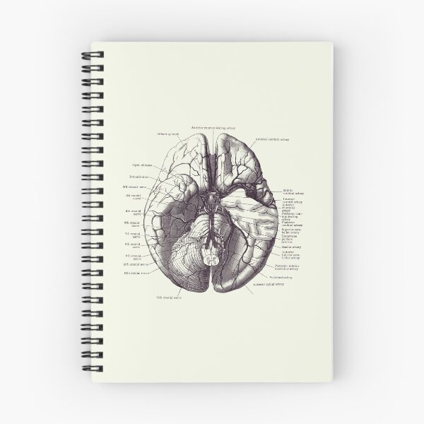 Item preview, Human Brain Diagram - Anatomy Poster 2 designed and sold by VAposters.