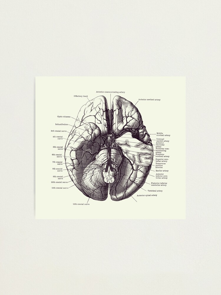 Diagramm des menschlichen Muskelsystems