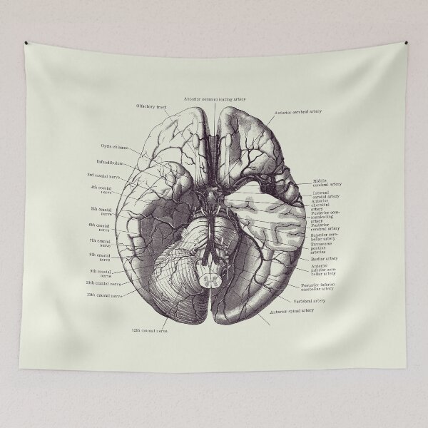 Item preview, Human Brain Diagram - Anatomy Poster 2 designed and sold by VAposters.