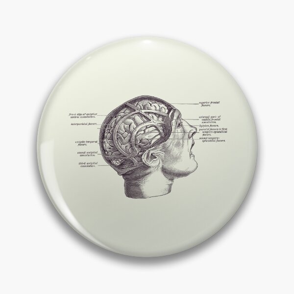 Item preview, Fissure Focused Brain Diagram - Vintage Anatomy 2 designed and sold by VAposters.