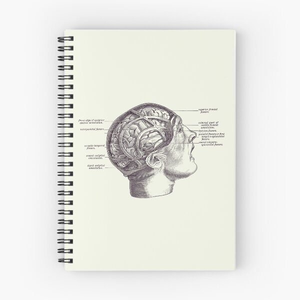 Item preview, Fissure Focused Brain Diagram - Vintage Anatomy 2 designed and sold by VAposters.