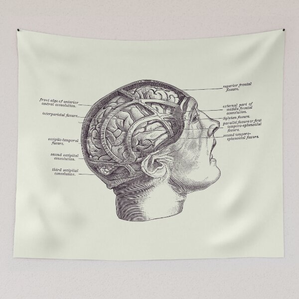 Item preview, Fissure Focused Brain Diagram - Vintage Anatomy 2 designed and sold by VAposters.