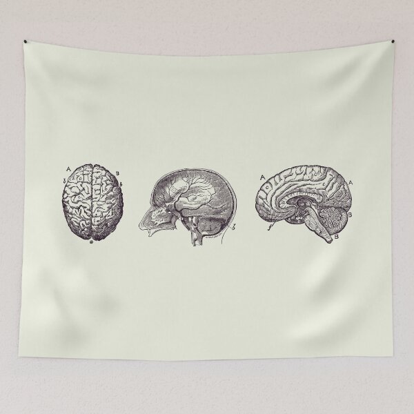 Item preview, Brain Diagram - Three Views - Vintage Anatomy Print 2 designed and sold by VAposters.