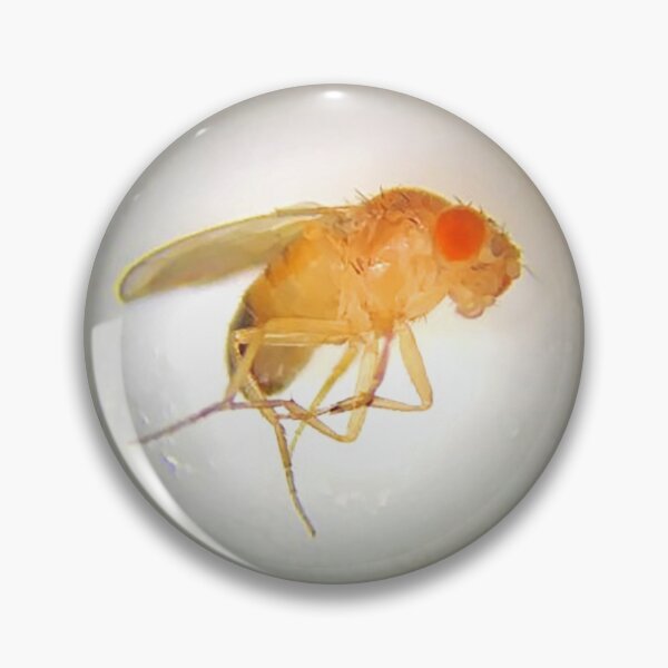 Item preview, Fruit Fly (Benjamin) designed and sold by Squid-ink-art.