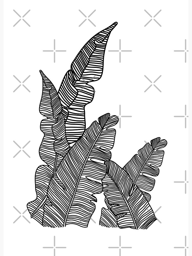 Banana leaf hand drawn botanical illustration with line art on white  backgrounds 1933183 Vector Art at Vecteezy