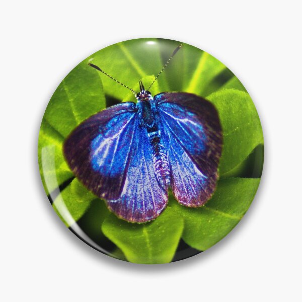 Aperçu de l'œuvre Blue Butterfy créée et vendue par saharezza.