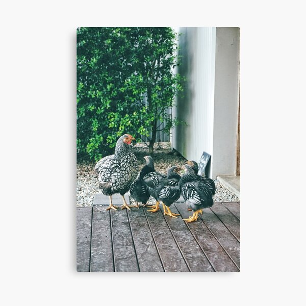 Chickens! Canvas Print