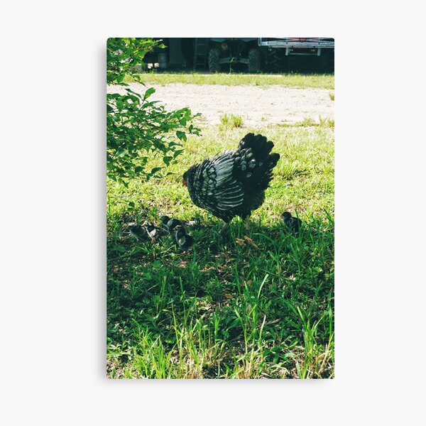 Funny Momma and Baby Chickens Painting