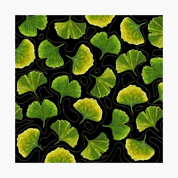 Ginkgo Biloba Photographic Print