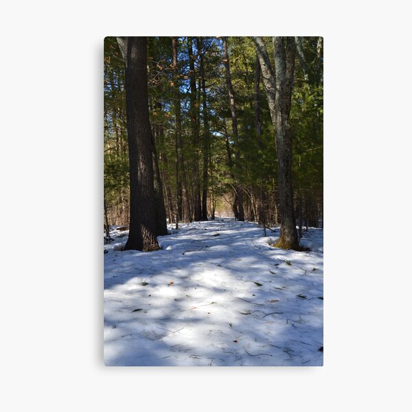 Snowy Path Canvas Print