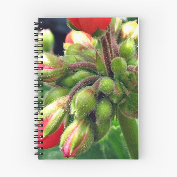 Item preview, Magic Moments - Reddish-Pink Geranium Buds Emerging designed and sold by BlueMoonRose.
