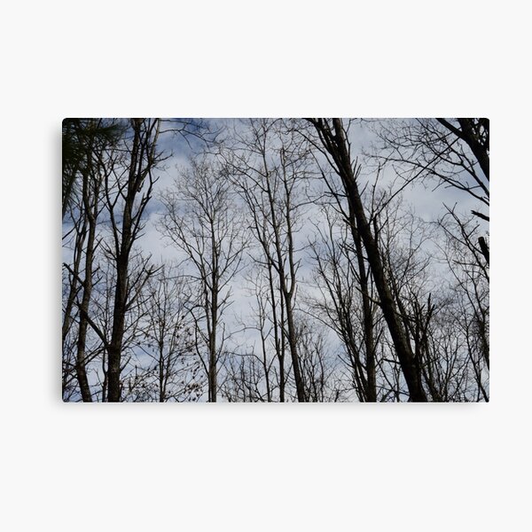 Look Up Canvas Print