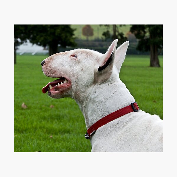 Artikelvorschau, Waiting for a Throw 2 entworfen und verkauft von Dottie11.