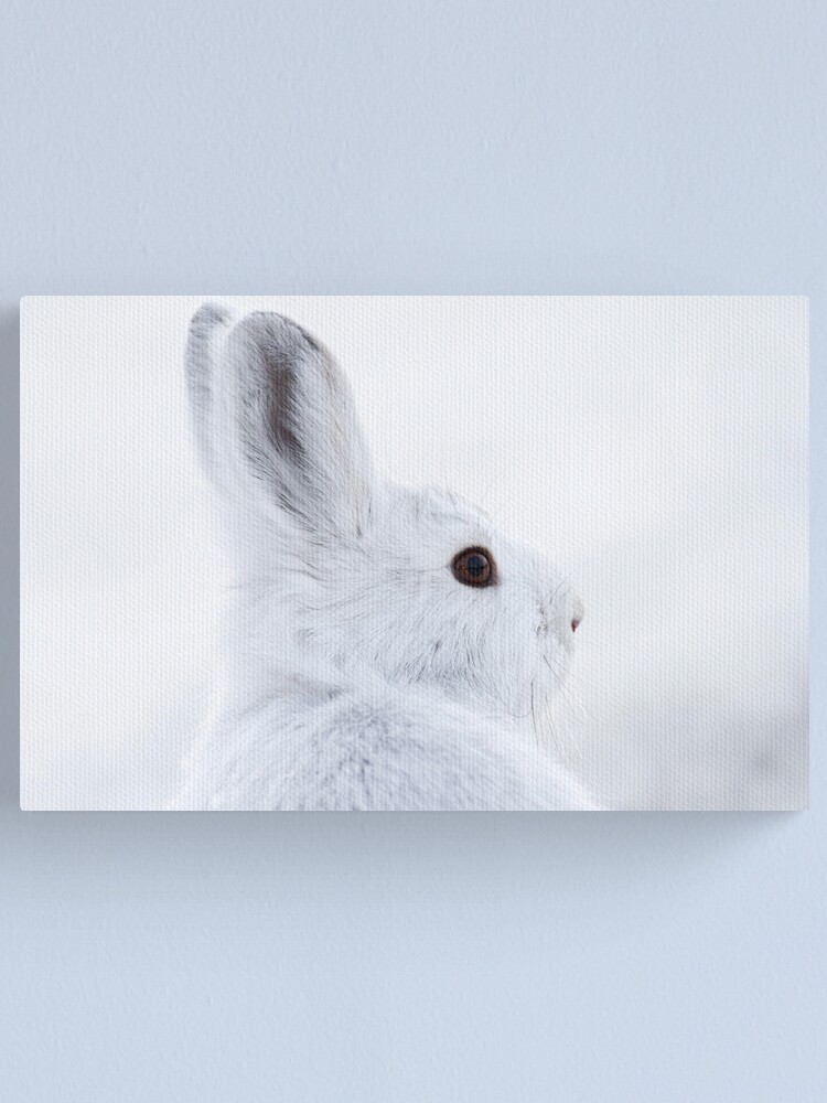 Alternate view of Snowshoe Hare Canvas Print
