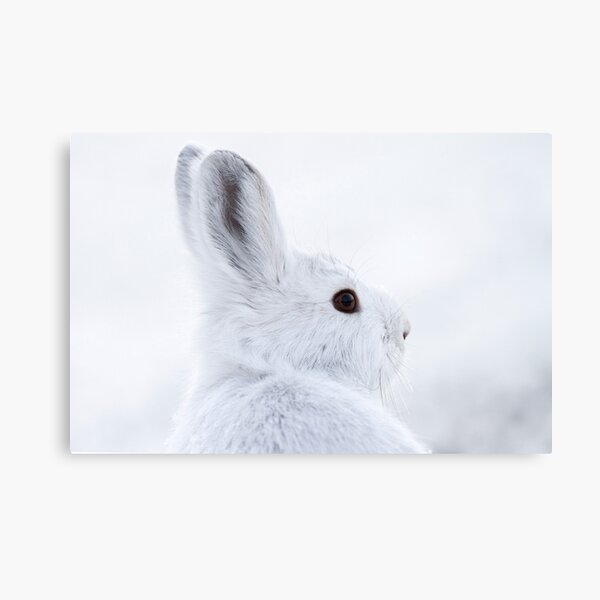 Snowshoe Hare Canvas Print
