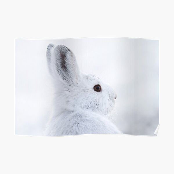 Snowshoe Hare Poster