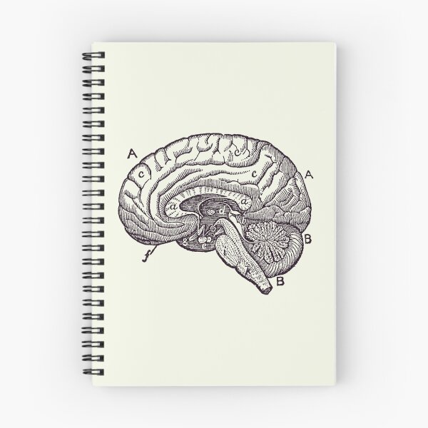Item preview, Simple Brain Diagram - Anatomy Poster 2 designed and sold by VAposters.