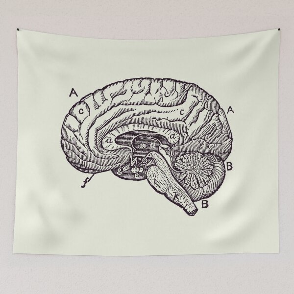Item preview, Simple Brain Diagram - Anatomy Poster 2 designed and sold by VAposters.