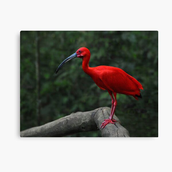 Scarlet Ibis Canvas Print