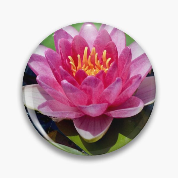 Item preview, Pink Waterlily with Friends designed and sold by richardbryce.