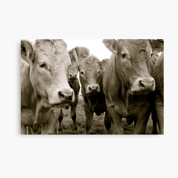 Item preview, The Herd (Limousin Cattle) designed and sold by Lou Wilson.