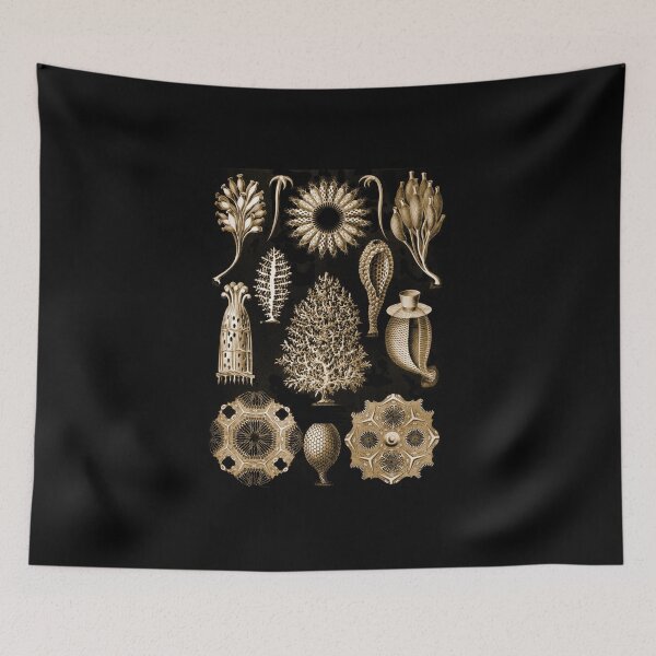 Item preview, Calcispongiae. An order of marine sponges. designed and sold by Squirrox.